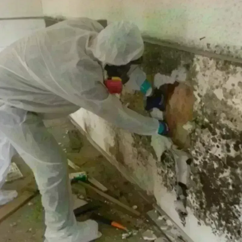 Mold Remediation and Removal in Troutdale, OR